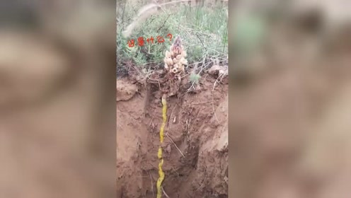 植物根系的生长 腾讯视频