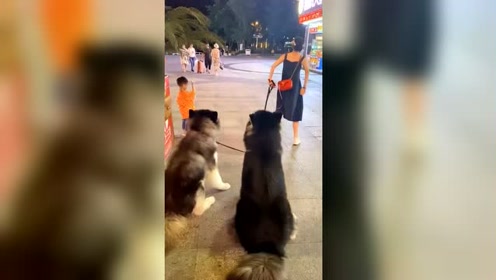 白色大型犬 腾讯视频