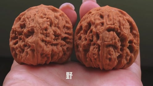 文玩核桃 高欢狮子头也叫宽城狮子头