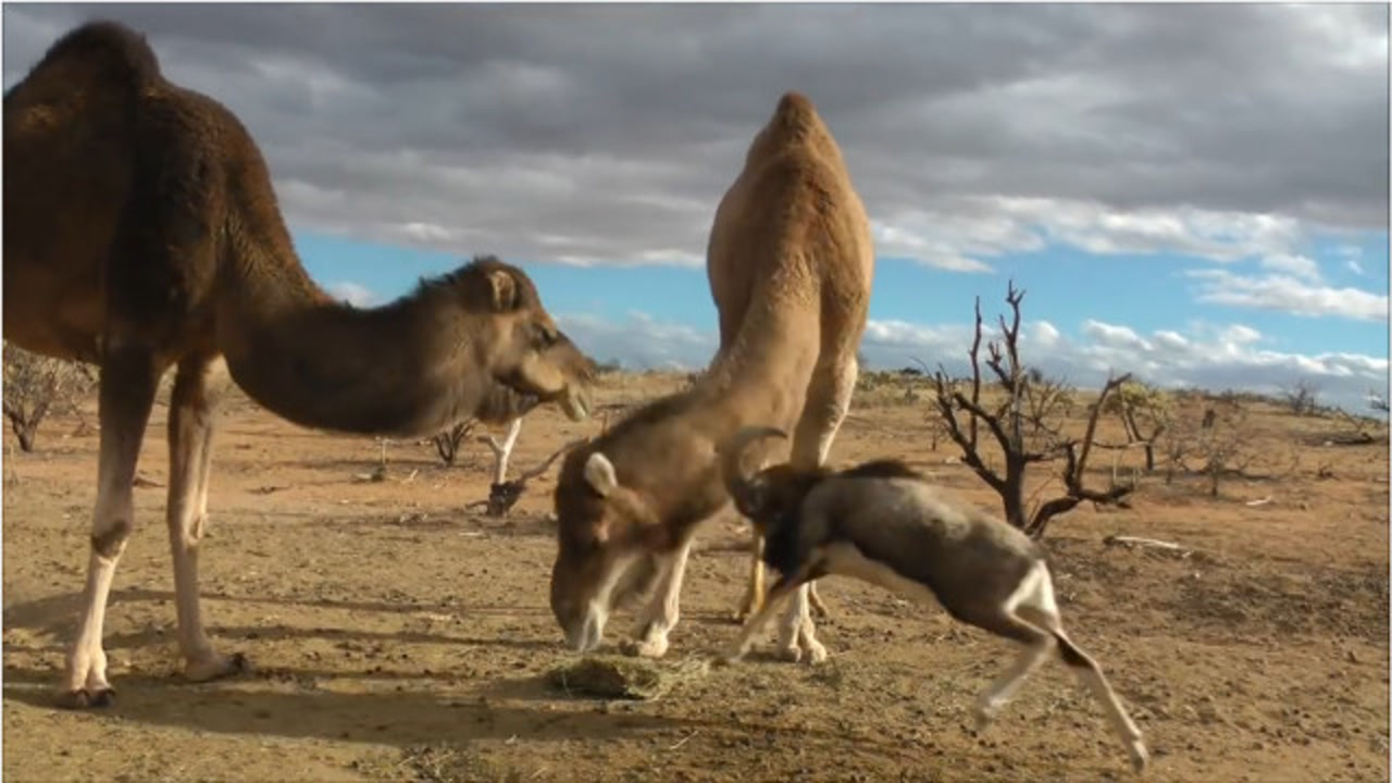 山羊找骆驼打架,骆驼直接一口下去,山羊疼得嗷嗷直叫
