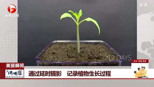 植物生长过程 腾讯视频