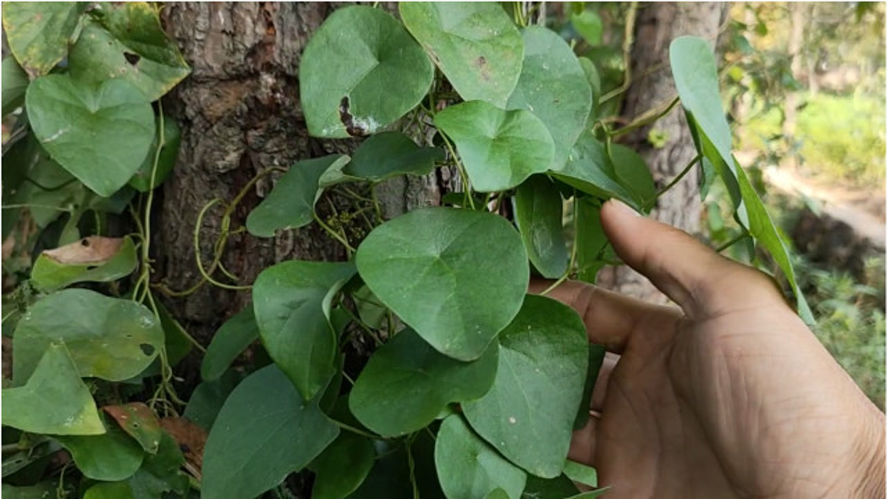 农村有一种很常见的植物叫千金藤,现在很值钱了,你们认识吗?