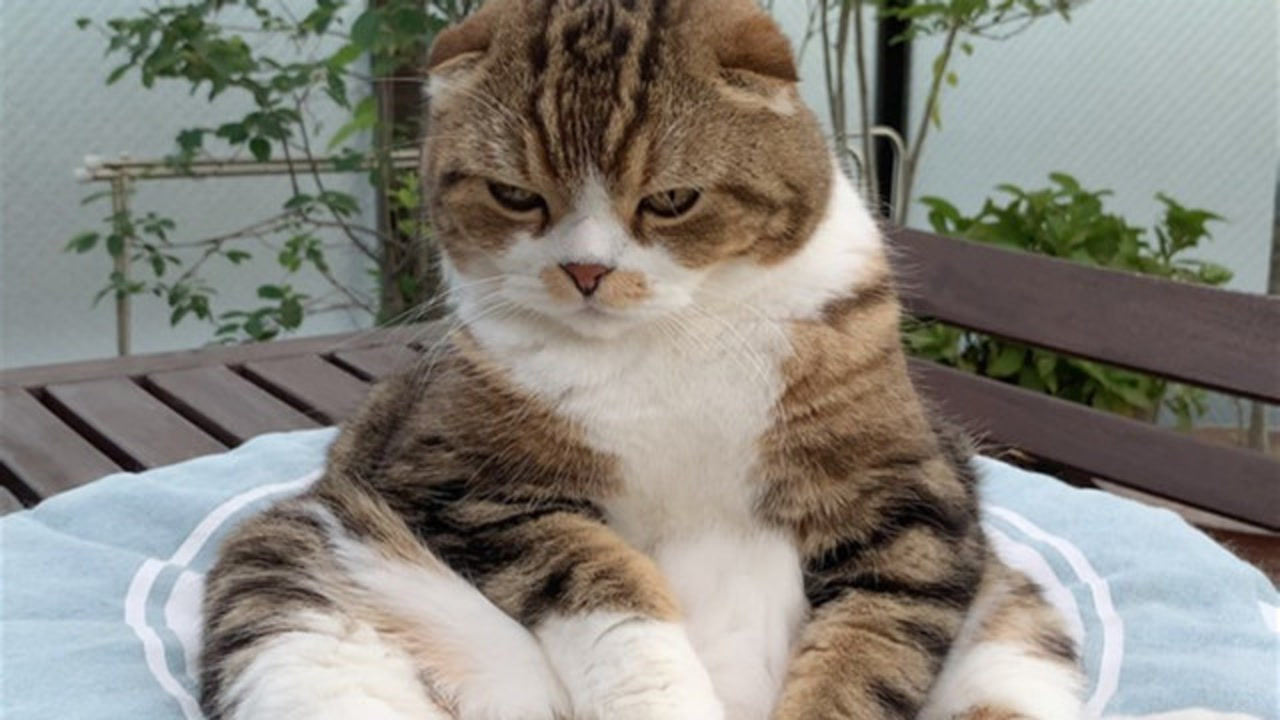 超萌折耳猫,猫咪霸气坐姿,太可爱了