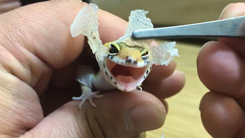 蜥蜴蜕皮,主人亲自动手,撕下来的那一刻简直太爽了!
