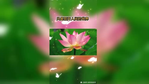 二色莲花蝶ancients 腾讯视频