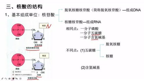 高中生物学必修一(第2章 组成细胞的分子)5 核酸是遗传信息的携带者