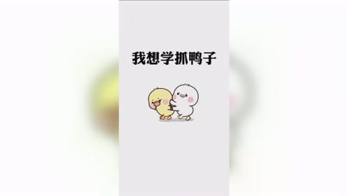 抓鸭子!抓几只!一万只!抓着了!