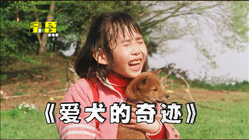 爱犬的奇迹电影 腾讯视频