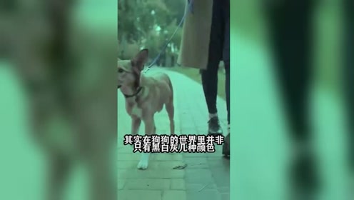 狗是色盲 腾讯视频