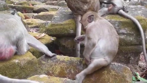 偷偷地摸一下也好,搞笑的猴子 狂野大視角 免責聲明:本視頻來自自媒體