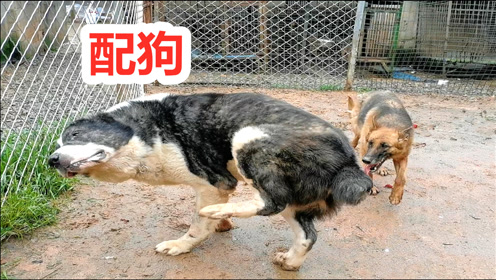 德牧配狗中亚牧羊犬,德牧中途逃跑,猛犬搭配意外不断