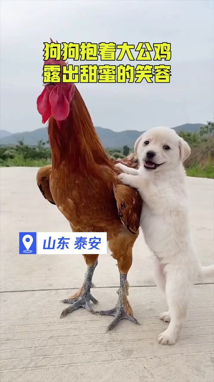 狗狗抱着大公鸡露出甜蜜的笑容,爱笑的狗子运气一定不会差#热点追踪