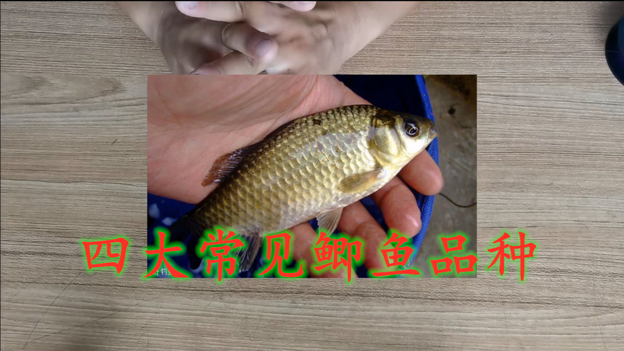 鲫鱼 鲤科鲫属动物 搜狗百科