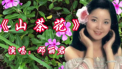 山茶花歌曲原唱(山茶花歌曲原唱邓丽君歌词)