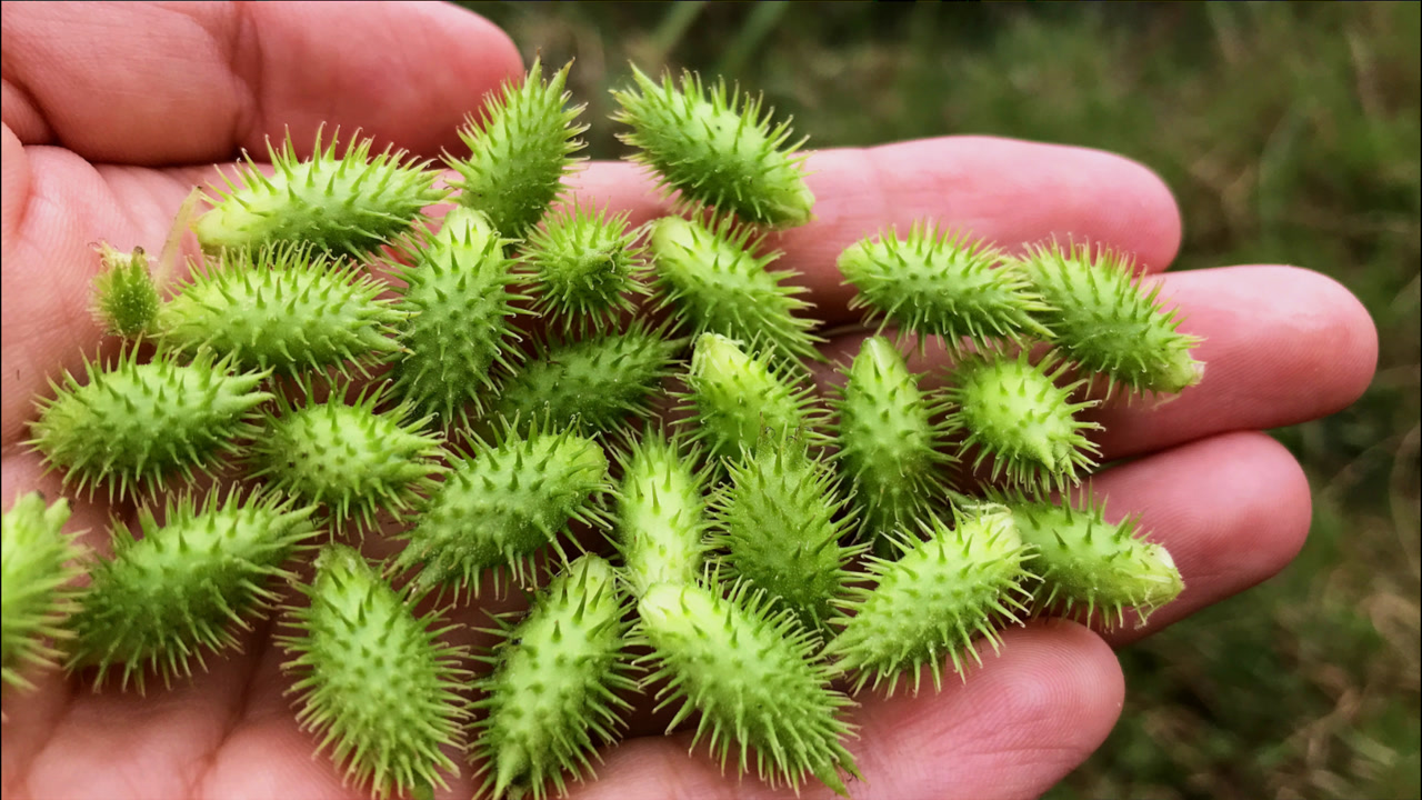 农村常见的植物"苍耳",用途却是上班族的福音,秋冬刚好用得上