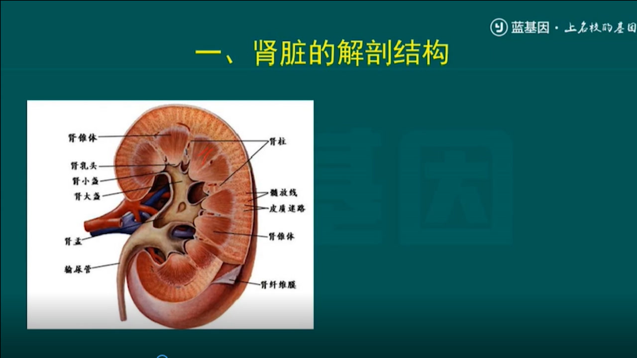 肾脏(人体器官)_搜狗百科