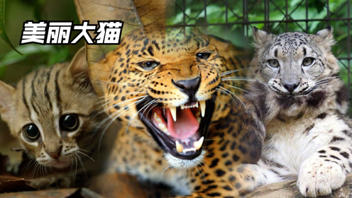 同样生活在冰天雪地里,雪豹和加拿大猞猁的尾巴差距也太大了吧