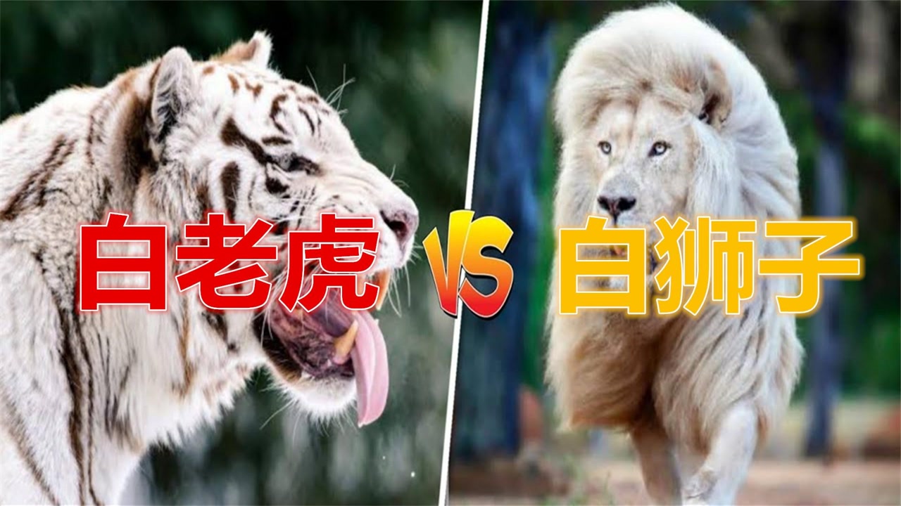 白狮子vs白老虎,谁更厉害?白老虎实力不如白狮子?