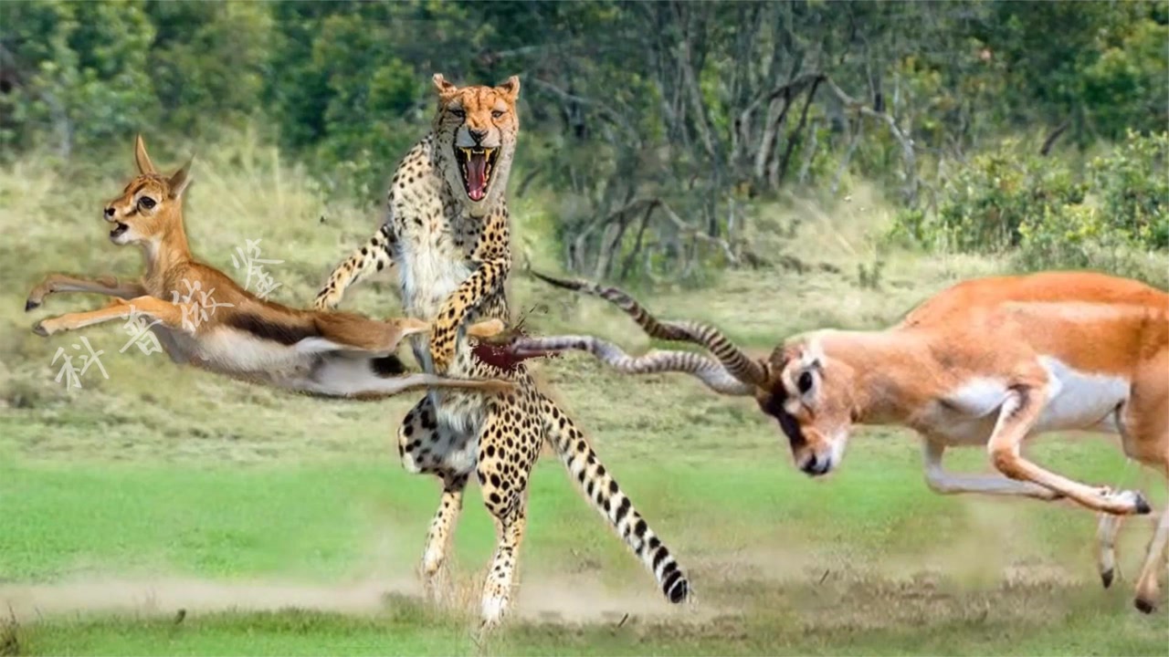 豹子捕杀鹿,鹿凭借自己超强的求生欲望奋力抵抗,它是否能够逆袭
