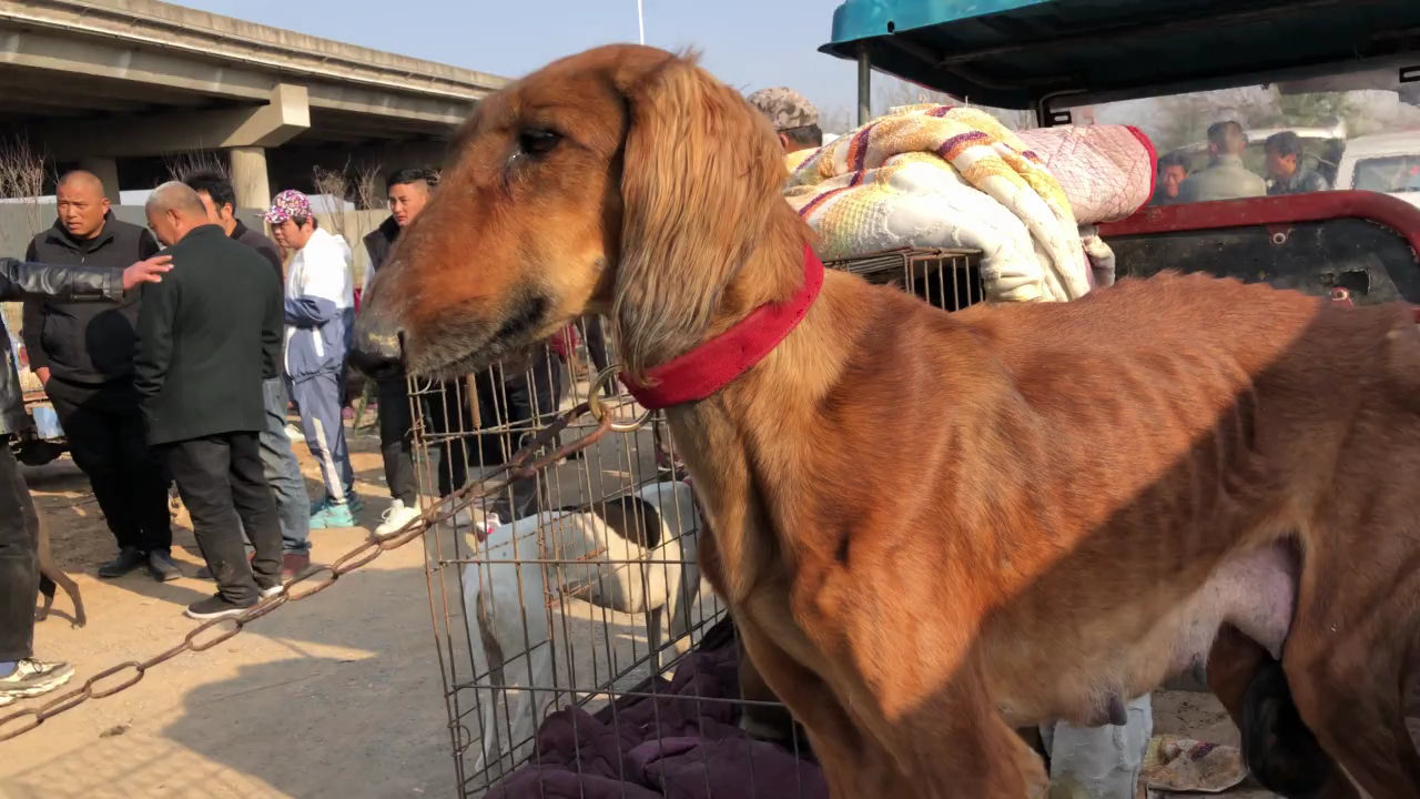 古老獵犬陝細犬,平臉鷹嘴牛毛紅,小狗比大狗還漂亮來欣賞下