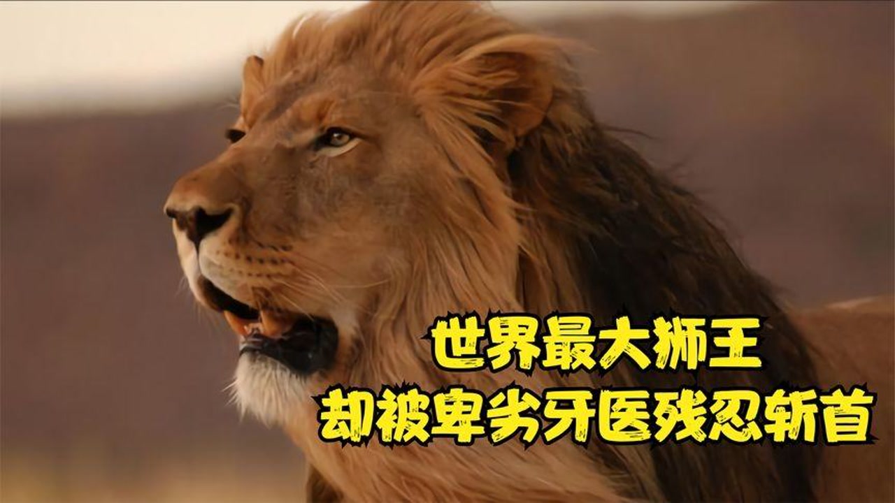 世界最大狮王,被卑劣牙医残忍剥皮斩首.悲情狮王塞西尔