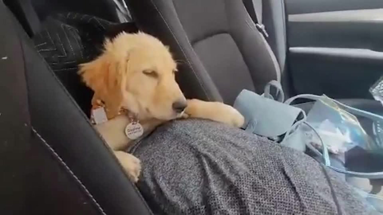 金毛坐车时打盹犯困,实力演绎"困成狗",表情放飞引网友爆笑!