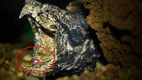 鳄龟奇葩猎食法 张开大嘴用舌头引诱小鱼
