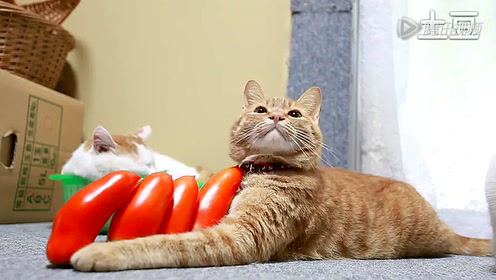 茶色猫叔 腾讯视频