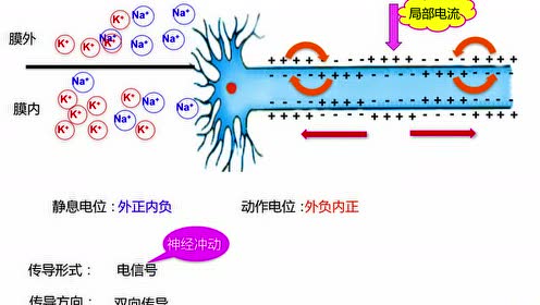 兴奋在神经纤维上的传导