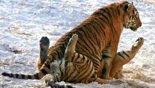 实拍发情中母老虎仰面躺着,吸引着公虎前来