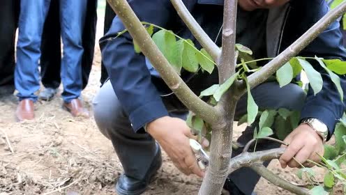 核桃树整形修剪