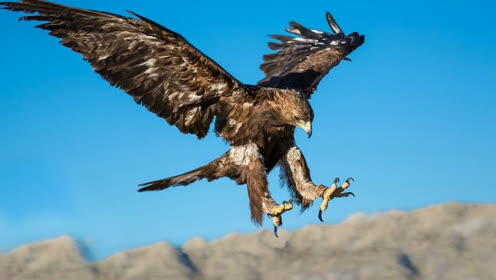 鹰击长空 猛禽金雕高速俯冲猎杀草原狼