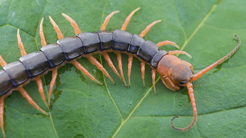 实拍蜈蚣捕杀一条剧毒眼镜蛇,战斗力超级强