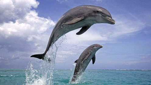 海豚跃出水面进行720度飞旋的表演,让人看得叹为观止