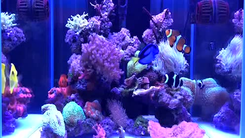 海水生态缸 腾讯视频