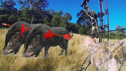 一箭双猪,超牛猎人弓箭狩猎野猪,一支箭直接射穿两头野猪!