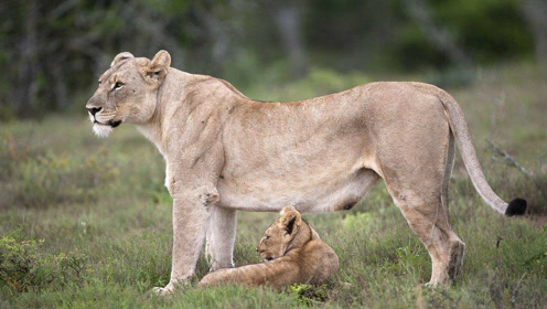 母狮正在与一头角马较量,两只小狮子吓得有点不知措施!