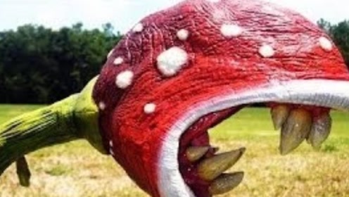 "食人树"力量强大可吞噬人,成人无法对抗,这是真的吗?