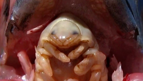 世界上最恶心的寄生虫,专门钻进宿主的口腔,靠吸血为生!