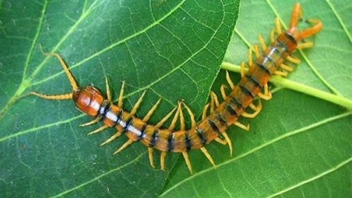 森林深处一只蜈蚣和一只毒蜘蛛相遇展开殊死搏杀