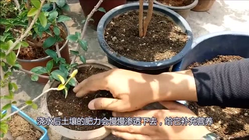 盆栽用土 腾讯视频