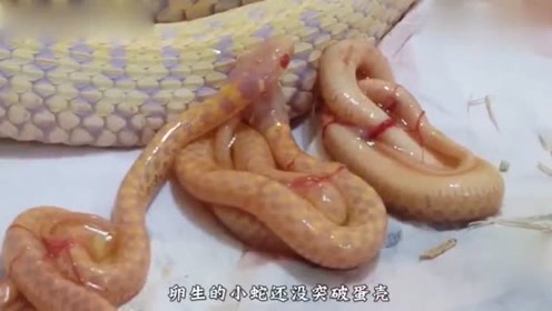 不可思议的胎生蛇 只见过卵生蛇 胎生蛇还是第一次见 腾讯视频