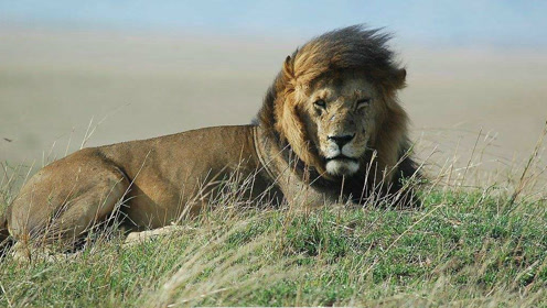 《人与自然》雄狮之间的决斗,老狮王受伤战斗结束