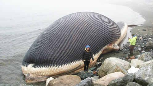 海中霸主蓝鲸到底有多大?两个50吨的起重机才勉强吊起来,超震撼!
