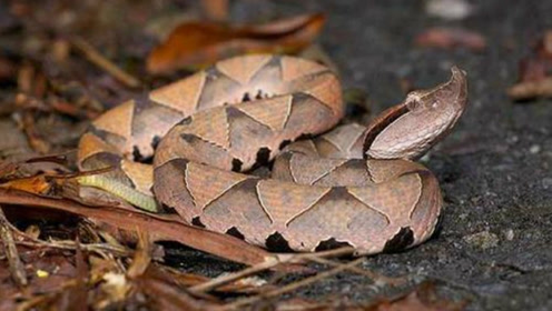 七步蛇还有这么个名字,眼睛是竖瞳,和猫一样视力很好