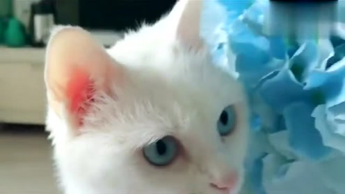 背景猫 腾讯视频