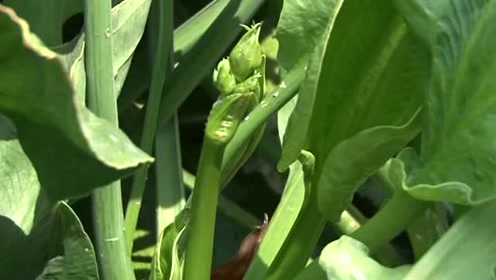 建瓯吉阳四宝之一的泽泻花是一种名贵的食材,滋阴补肾