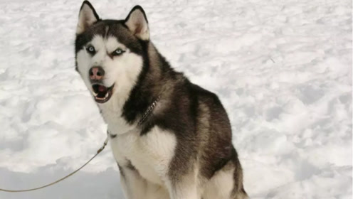 南极雪橇犬 腾讯视频
