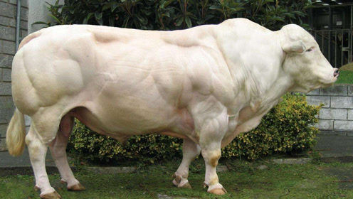 世界上最强壮的牛,体长5米重达3吨,网友:吃起来就是香!