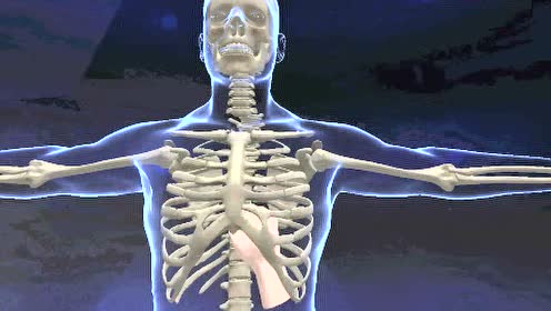 人体骨骼图 腾讯视频